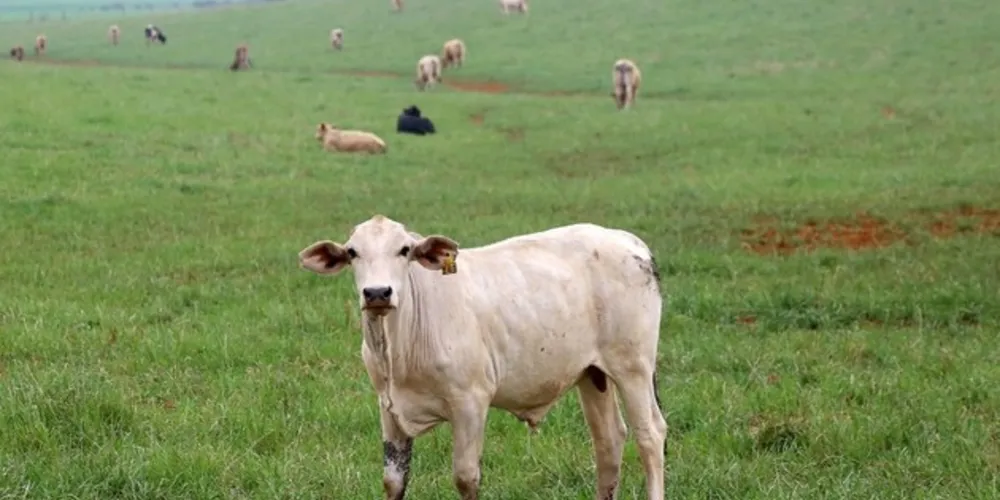 O Paraná é definido epidemiologicamente como área livre de raiva canina 