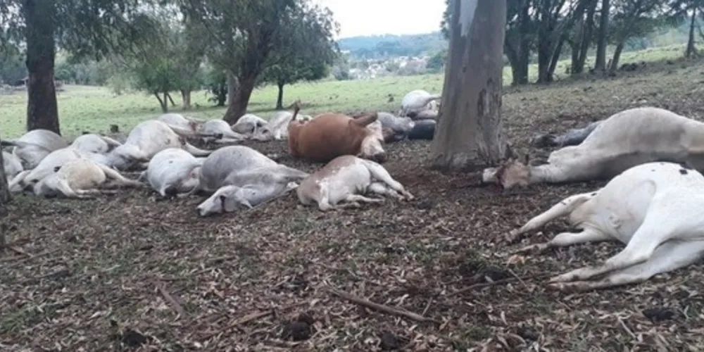 Um raio matou 27 cabeças de gado de corte