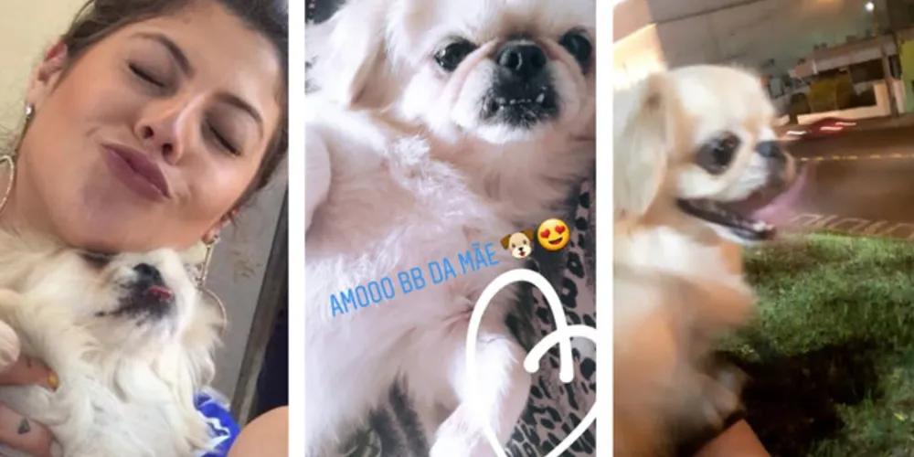 O último caso registrado foi o do cão Flokinho. As câmeras de segurança mostram o suspeito carregando cão embaixo do braço. O caso aconteceu segunda-feira (23)