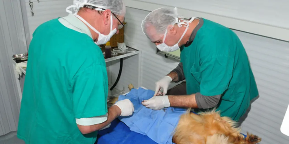 A castração será feita para famílias de baixa renda