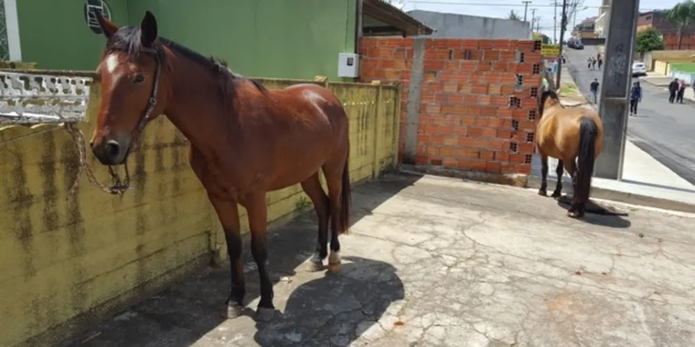 Segundo informações de testemunhas dois adolescentes estavam praticando uma corrida de cavalos nas ruas do bairro. 