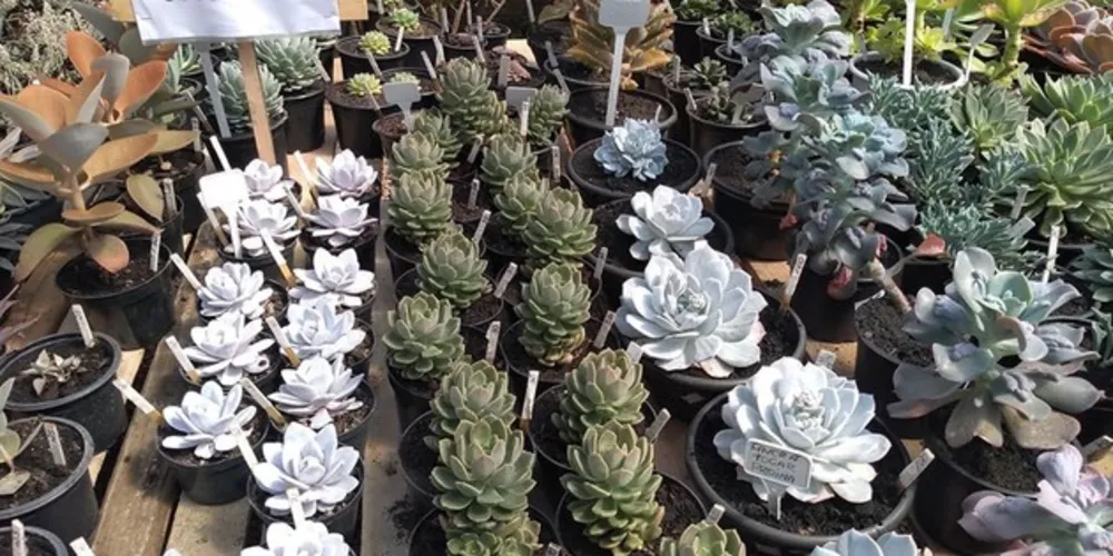 Os valores das plantas vão de R$4 a R$150