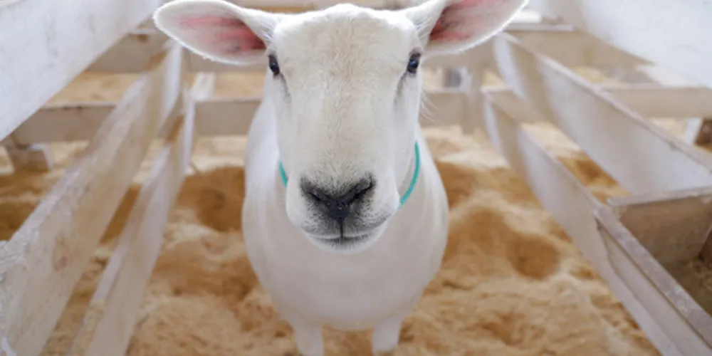 Serão onze raças com genética selecionada e adaptadas para a nossa região a disposição dos criadores