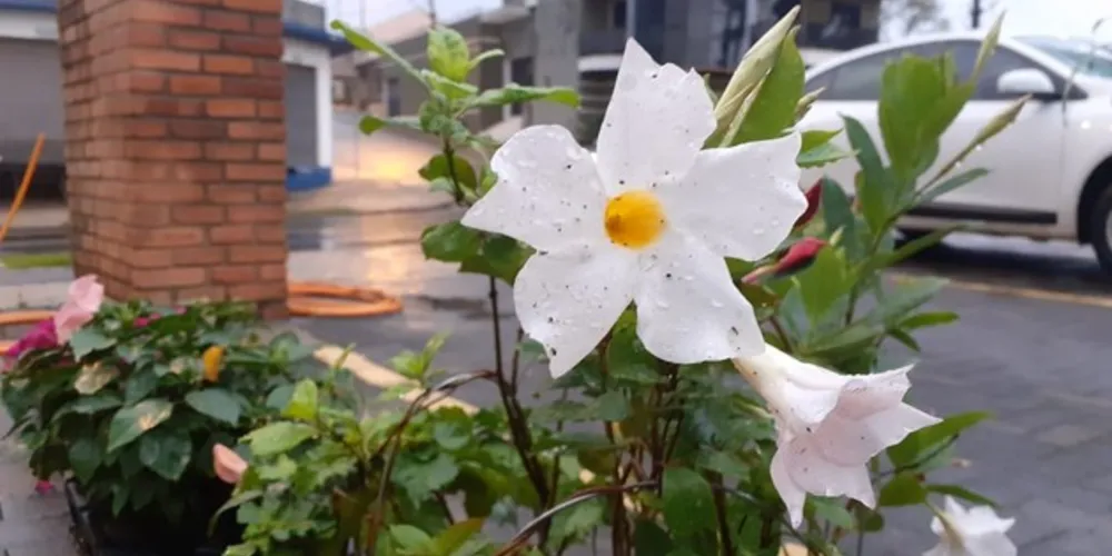 Imagem ilustrativa da imagem Alunos registram em fotos como veem a primavera