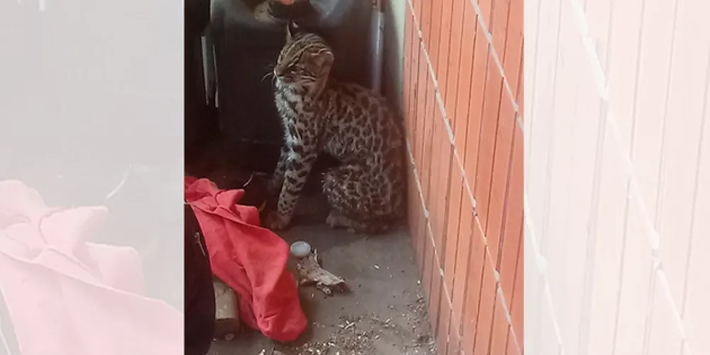 Imagem ilustrativa da imagem GM resgata filhote de jaguatirica em bairro de PG