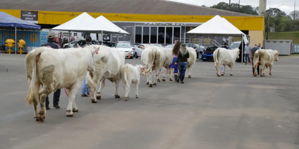 Entre as raças de bovinos presentes estarão Nelore, Purunã, Charolês, Brahmam, Senepol, entre outros.