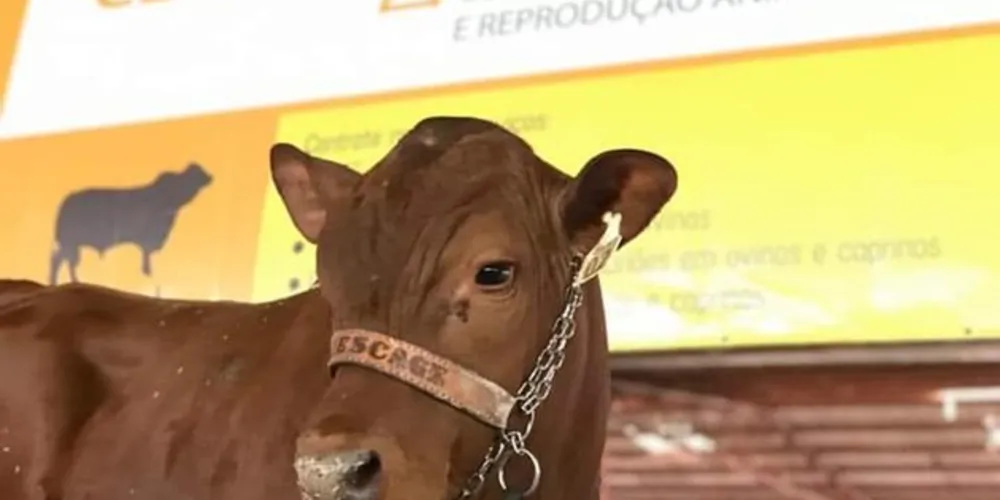A intenção é que o empreendimento seja implantando no Parque Industrial de Ponta Grossa. 