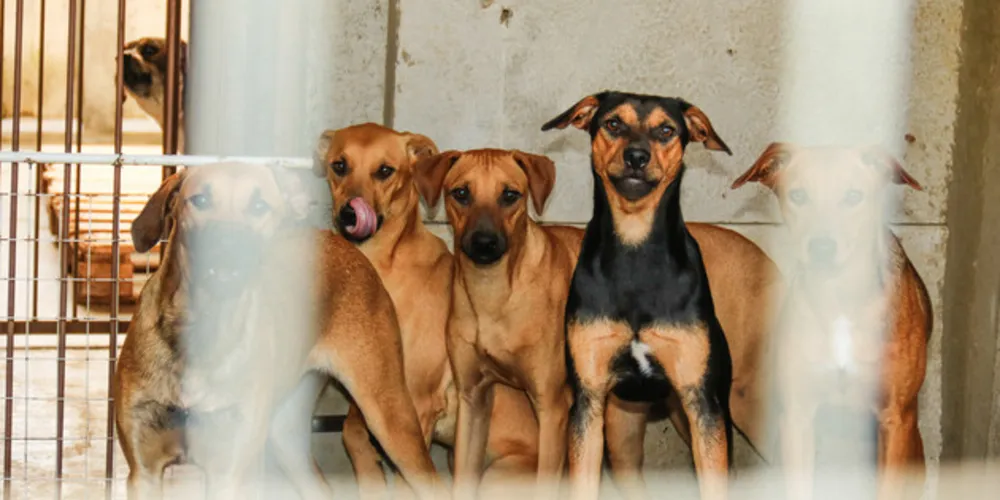 Local abriga mais de cem animais que estão disponíveis para adoção