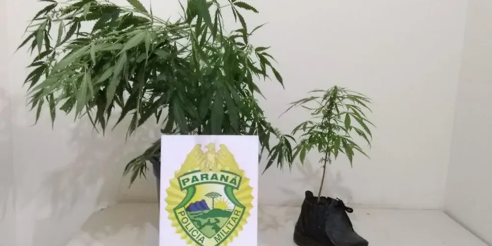 Plantas foram encontradas com dois rapazes no bairro Órfãs