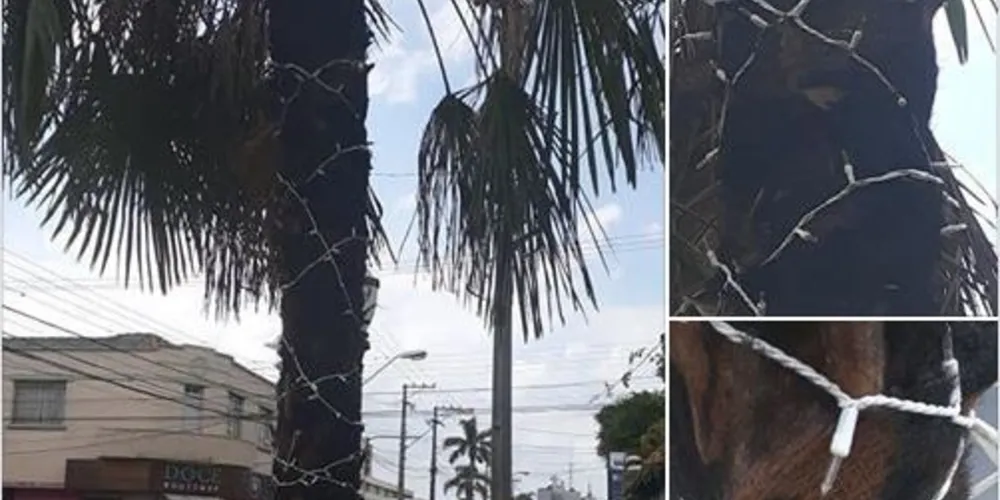 Na madrugada dessa terça-feira (29), vândalo (ou vândalos) ateou fogo nas palmeiras
