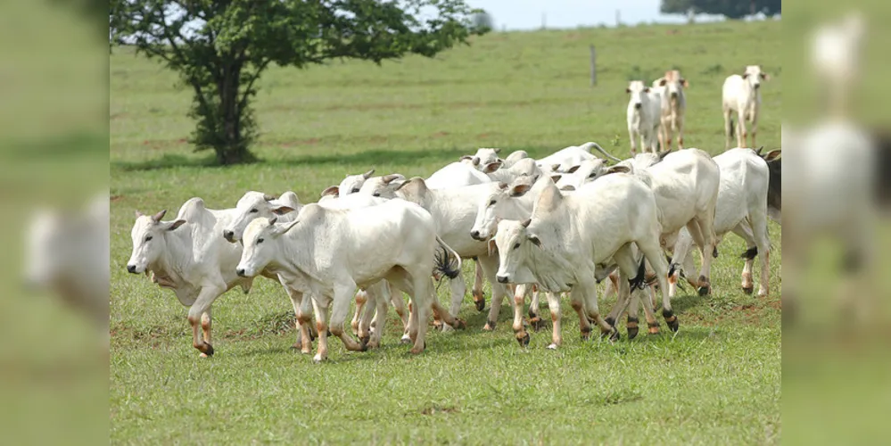 Todos os animais que transitam pelo Estado do Paraná com interesse econômico, necessitando portanto da Guia de Trânsito Animal (GTA), precisam ter o cadastro atualizado até 30 de novembro