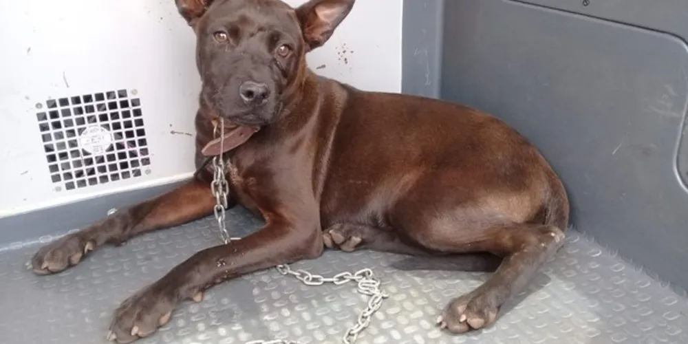 Animal foi resgatado pelos policiais e levado até a sede do Controle de Zoonoses