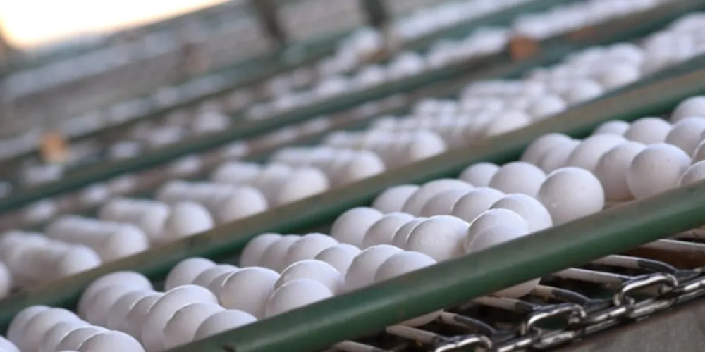 Imagem ilustrativa da imagem Homem morre após tentar comer 50 ovos em desafio