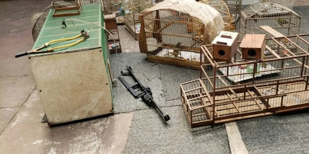 Aves eram criadas sem autorização do IAP e foram apreendidas pela polícia