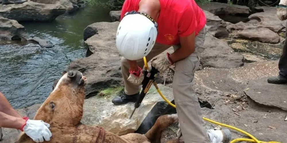 Bombeiros levaram cinco horas para retirar cavalo do local