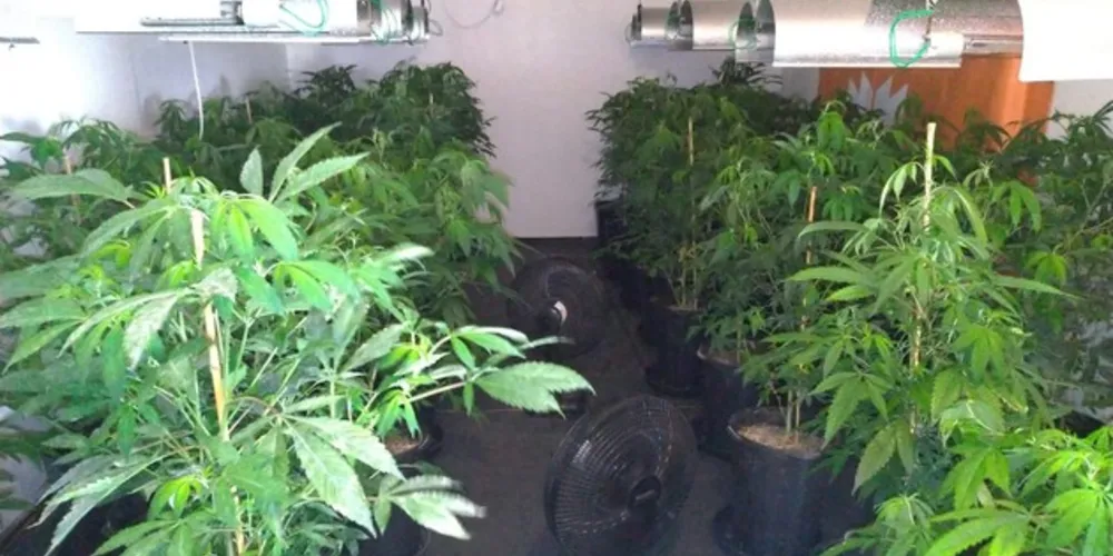 As duas residências eram equipadas com luz e ambiente para o cultivo da droga