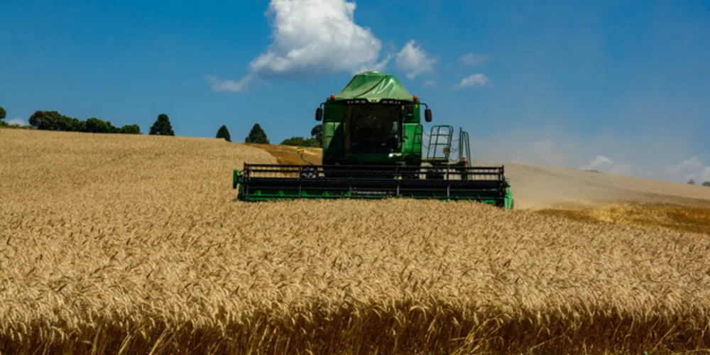 Rendimento médio nos Campos Gerais gira em torno de 3,5 mil quilos por hectare