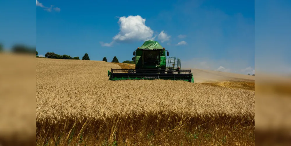 Rendimento médio nos Campos Gerais gira em torno de 3,5 mil quilos por hectare