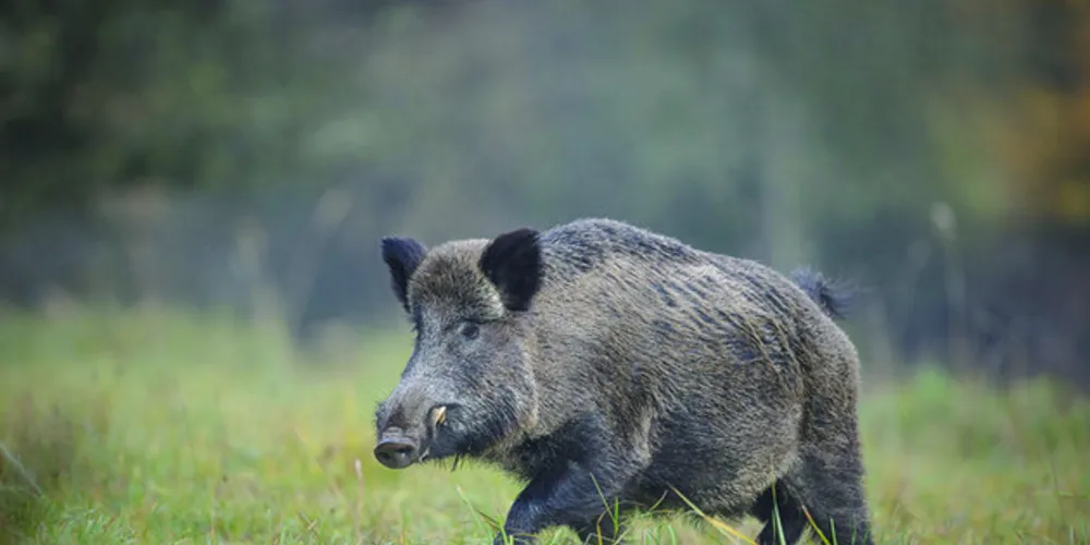 Uma manada de javalis cheirou cerca de 88 mil reais em cocaína ao destruir o esconderijo onde estava a droga