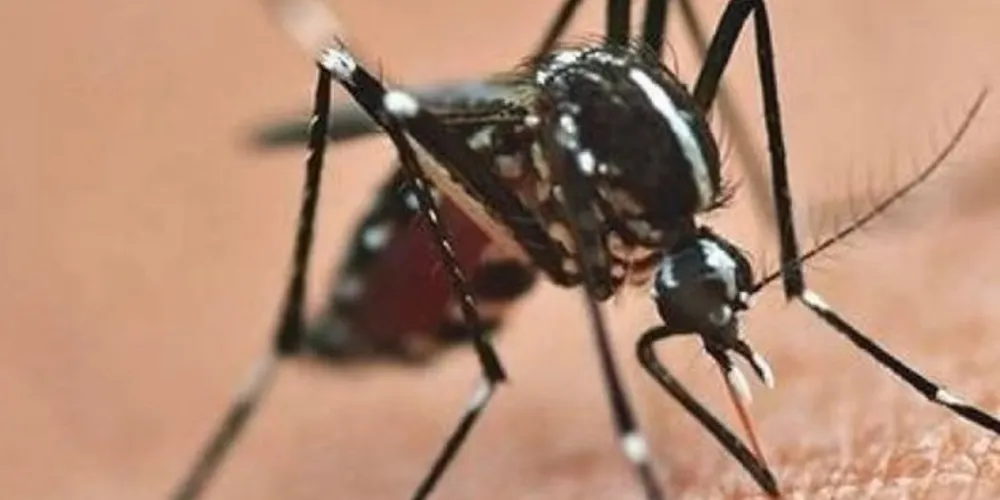 O Aedes Aegypti também é transmissor da Chikungunya e do Zika Virus
