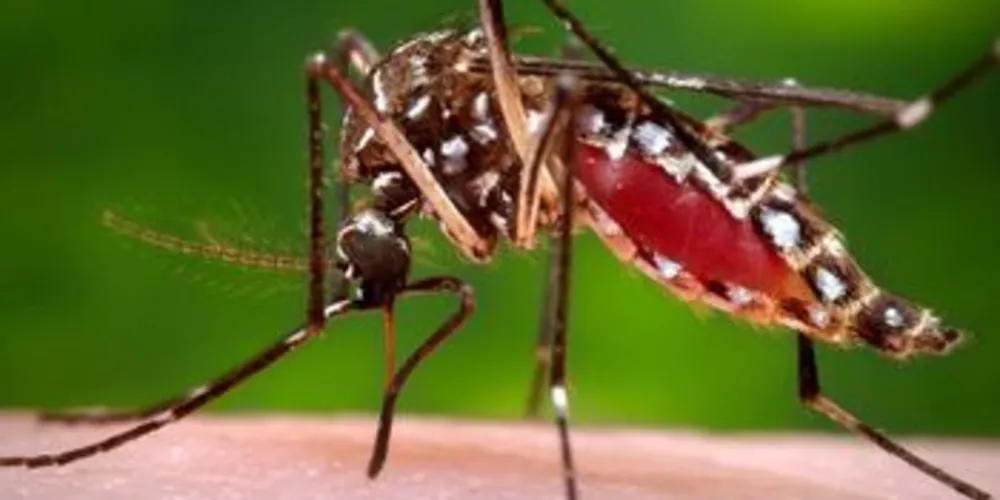 Mais três pessoas morreram por conta da dengue em Paranaguá. 
