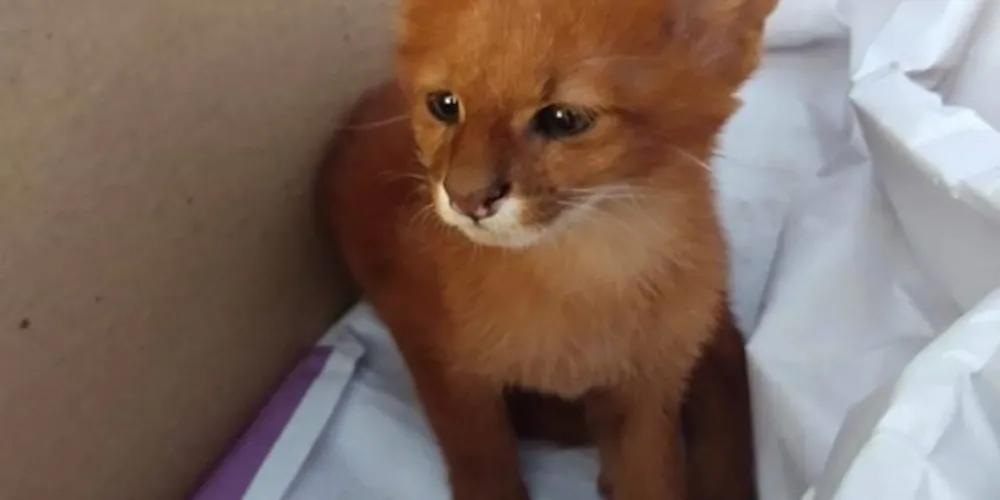 A jovem pensou que tinha adotado um gatinho, mas descobriu que o animal que estava criando um puma selvagem