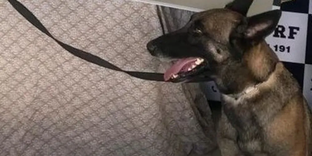 Cadela Lua morreu de parada cardíaca após fogos de artifício