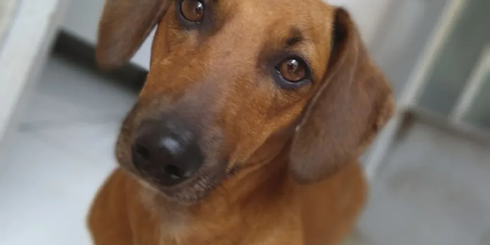 A moradora Ticiara Naiane Campos relatou a equipe do portal aRede que encontrou uma cachorrinha mestiça a Basset na frente de sua casa, que fica perto do Cemitério São João Batista.