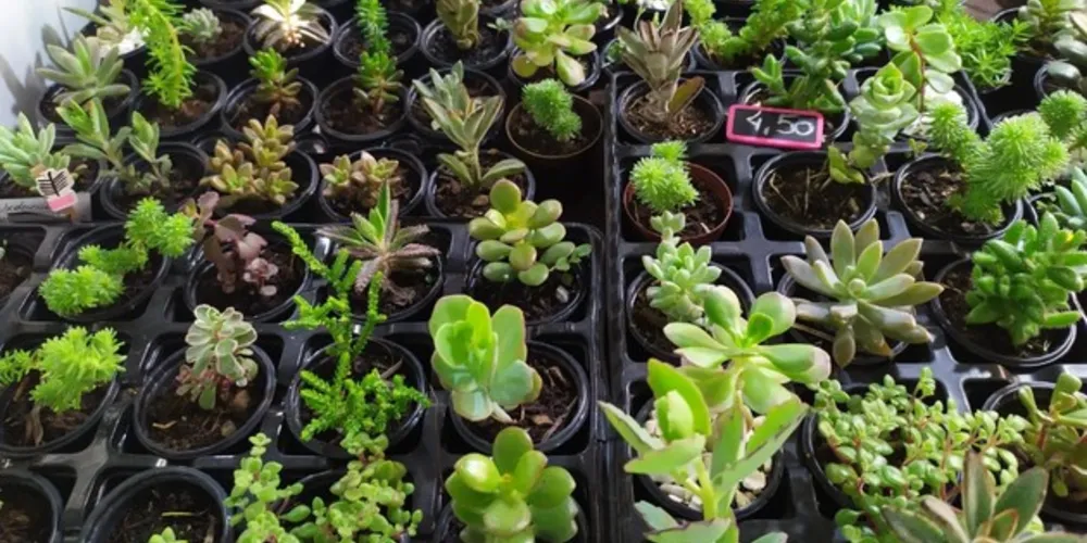 As espécies são cultivadas com uso de técnicas caseiras e sustentáveis