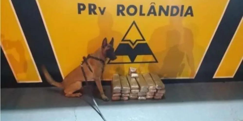 Droga foi encontrada graças ao trabalho do cão de faro Hórus