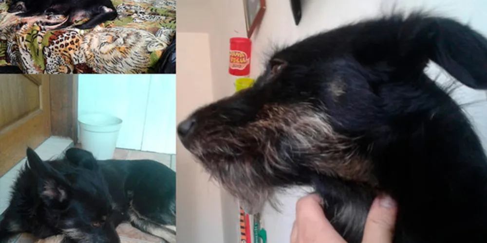 A família oferece 500 reais para quem realmente nos trazer ou avisar o real paradeiro da cachorrinha.