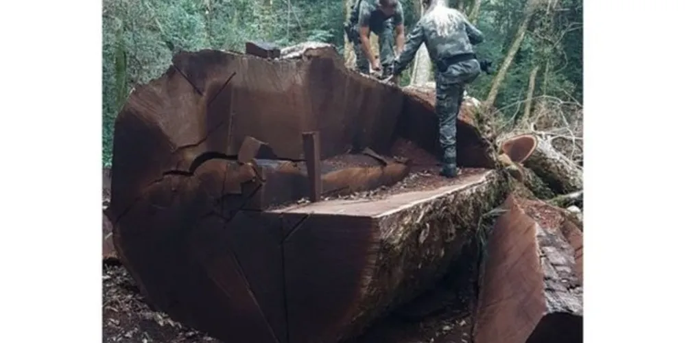 Essa gigante imbuia, árvore símbolo de Santa Catarina, foi derrubada para virar cerca