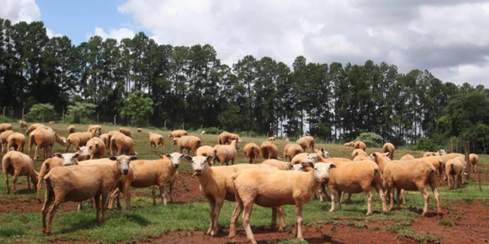 Atualização do cadastro de animais foi prorrogada para até o dia 20 de dezembro.