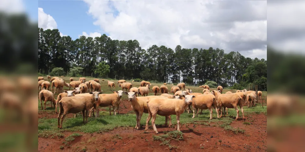 Atualização do cadastro de animais foi prorrogada para até o dia 20 de dezembro.