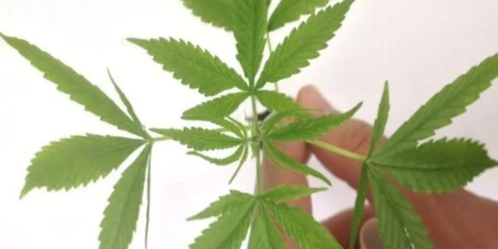 Novo regulamento para os medicamentos que derivam da planta já aponta requisitos e padrões de qualidade