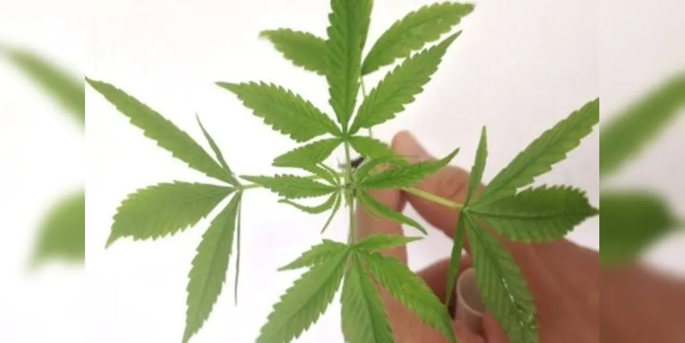 Novo regulamento para os medicamentos que derivam da planta já aponta requisitos e padrões de qualidade