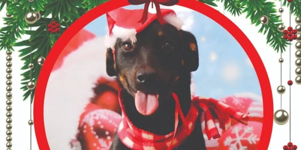 'Um lar responsável e amoroso para estes amiguinhos seria o melhor presente que poderíamos ganhar'