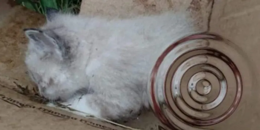 Gato foi cortado ao meio e suspeito ainda arrancou as patas do animal