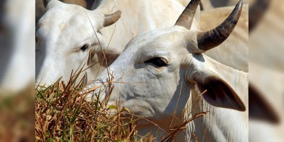 Sistema foi lançado nesta sexta pelo Ministério da Agricultura, Pecuária e Abastecimento