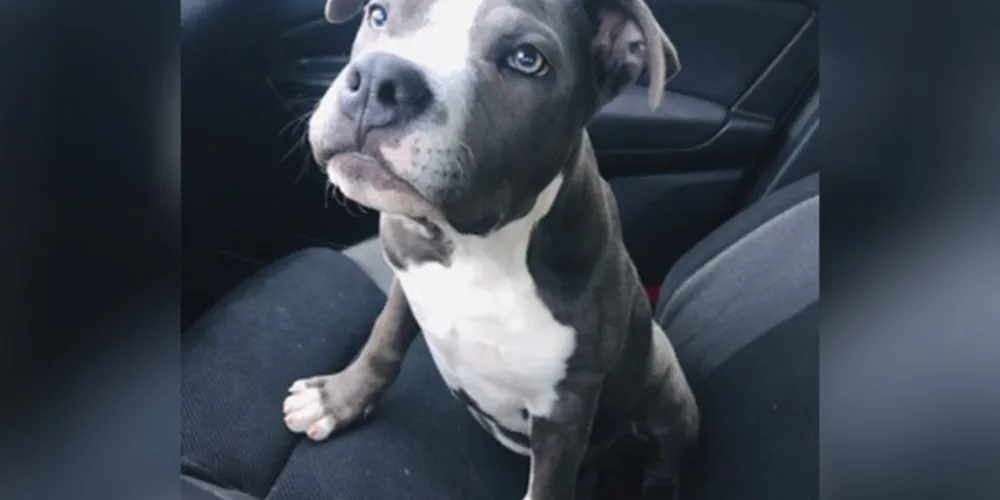 Ladrões invadiram casa no fim de semana e levaram o cão Buck, da raça American Bully