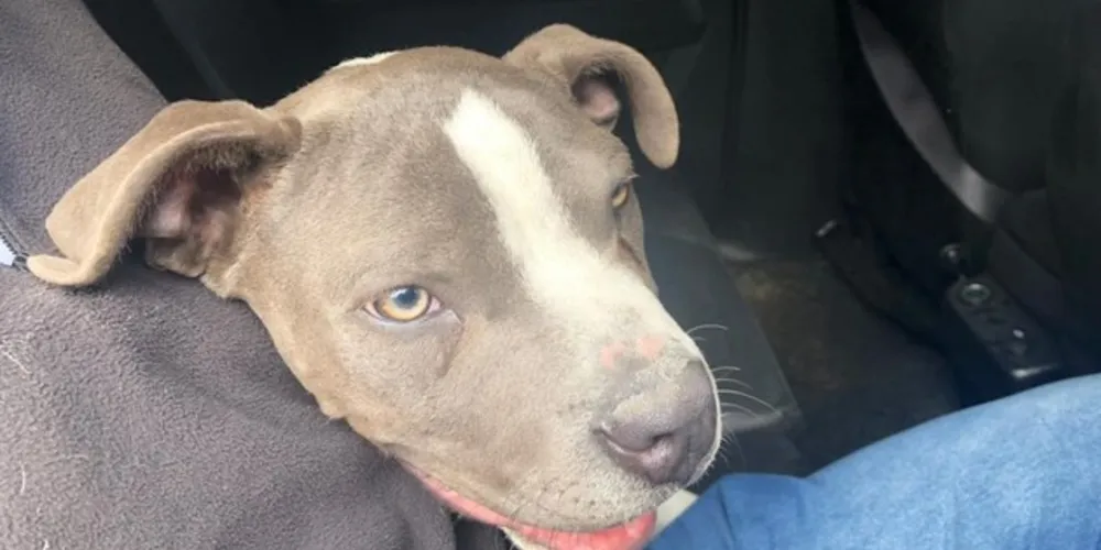 Cachorro tinha sido furtado no fim de semana por ladrões que invadiram residência 