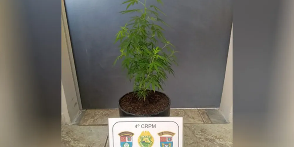 Planta foi apreendida e menino de 13 anos assumiu ser o responsável pelo cultivo