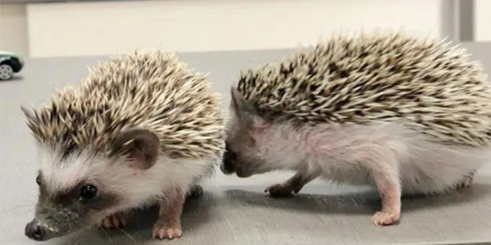 Animais foram anunciados para venda em uma página da internet