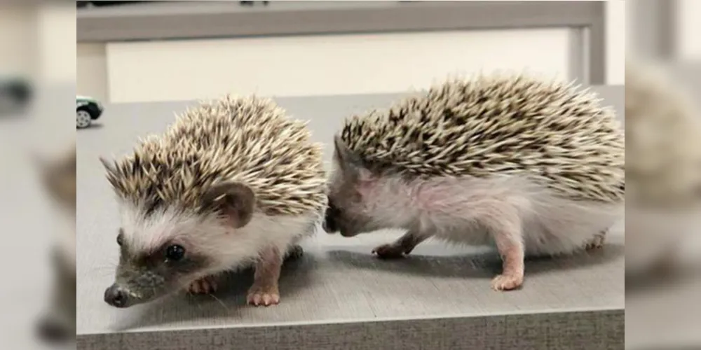 Animais foram anunciados para venda em uma página da internet