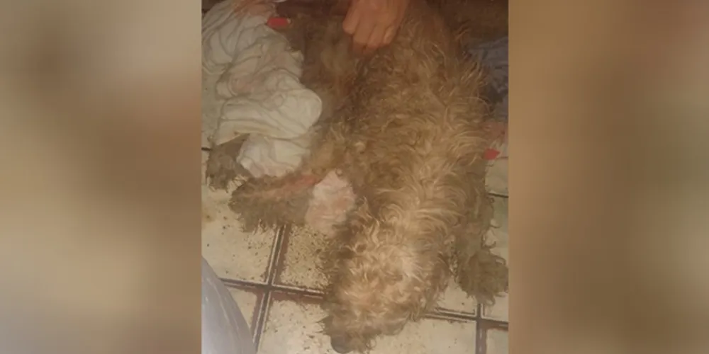 Após mais de 40 horas, cachorro que caiu em buraco é resgatado pelos bombeiros em Curitiba