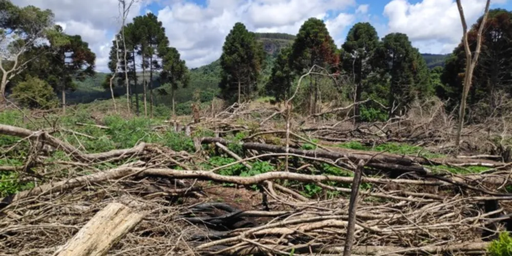 Ainda foram encontrados na propriedade 25 m³ de lenha nativa