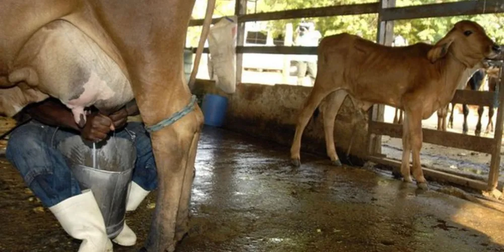 Imagem ilustrativa da imagem Meta da agropecuária é abastecer mercado interno