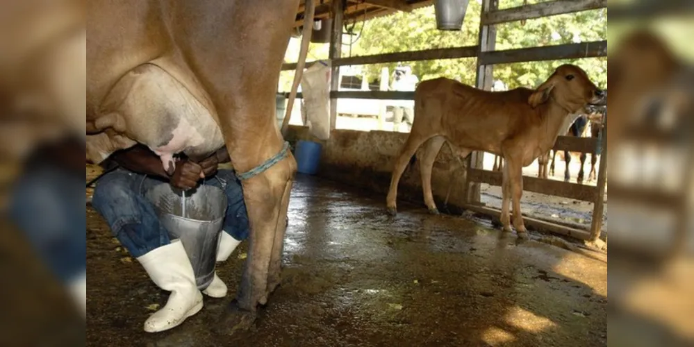 Imagem ilustrativa da imagem Meta da agropecuária é abastecer mercado interno