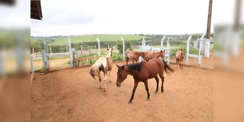 Animais só poderão ser levados para propriedades distantes dos bairros