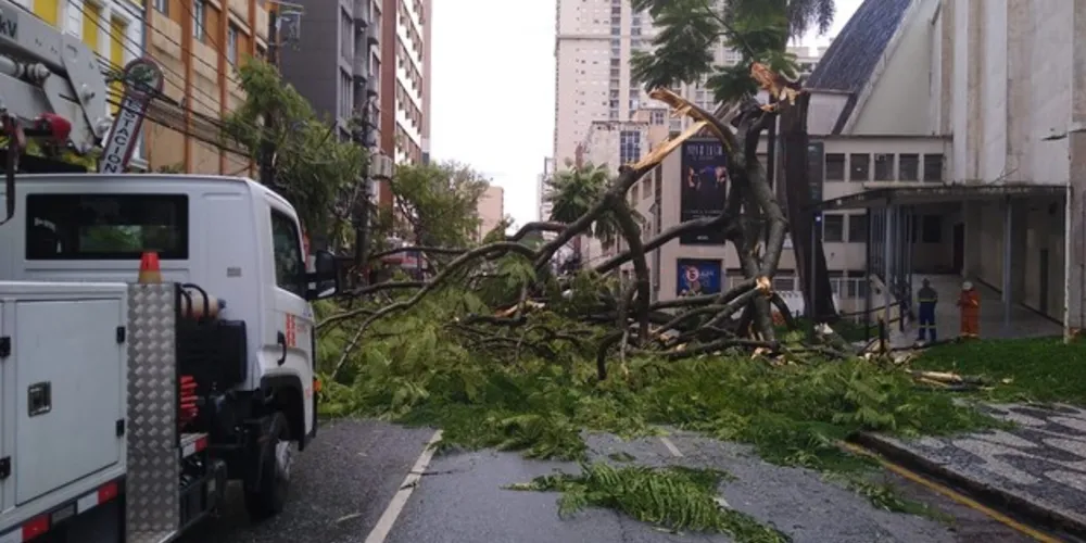 Árvore despencou no fim da madrugada e deixa trânsito caótico no centro de Curitiba